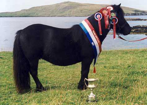 Hildasay Shetland Pony Stud