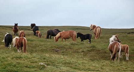 Swarthoull Miniature Shetland Pony Stud