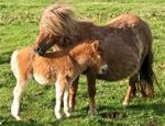Unst Shetland Ponies